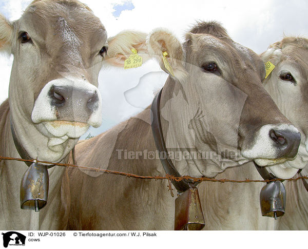 Allguer Braunvieh / cows / WJP-01026
