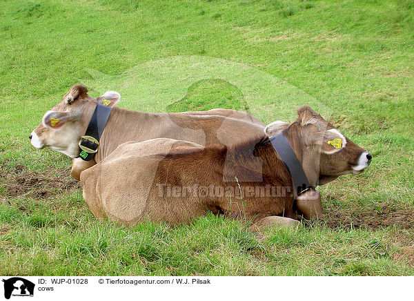 Allguer Braunvieh / cows / WJP-01028