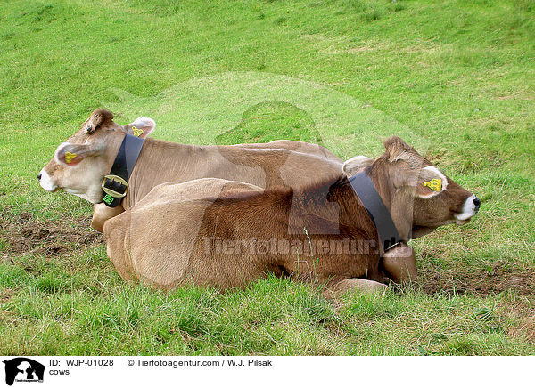 cows / WJP-01028