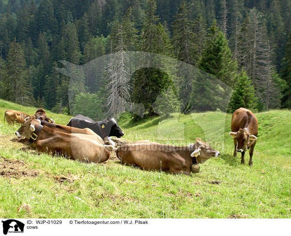 Allguer Braunvieh / cows / WJP-01029