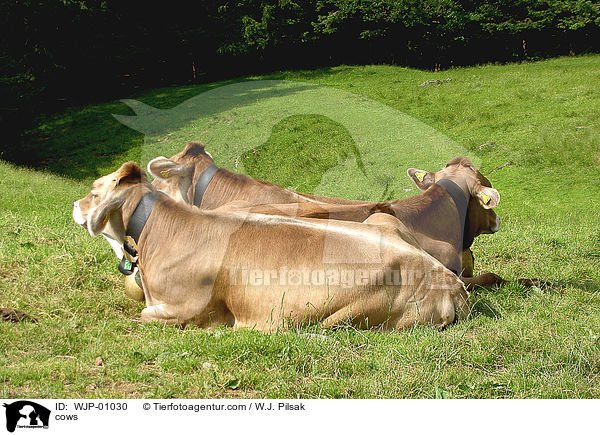 Allguer Braunvieh / cows / WJP-01030