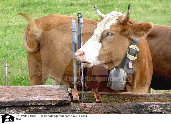 Allguer Braunvieh / cow / WJP-01031