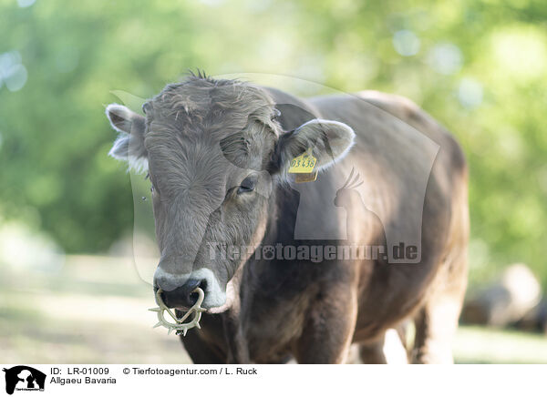 Allguer Braunvieh / Allgaeu Bavaria / LR-01009