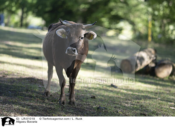 Allguer Braunvieh / Allgaeu Bavaria / LR-01018