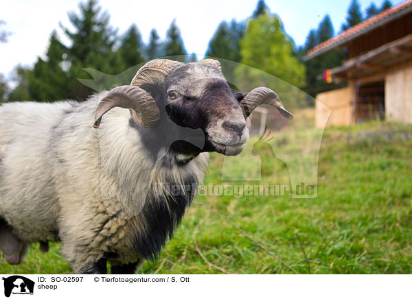 Steinschaf / sheep / SO-02597