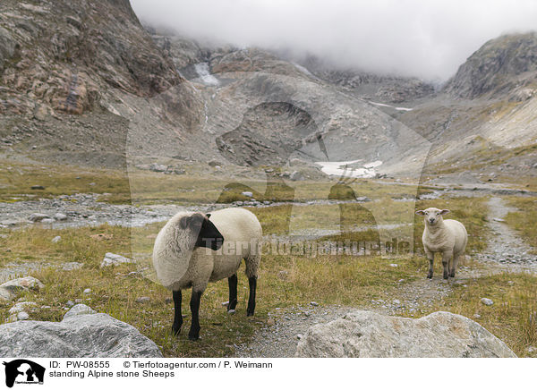 standing Alpine stone Sheeps / PW-08555