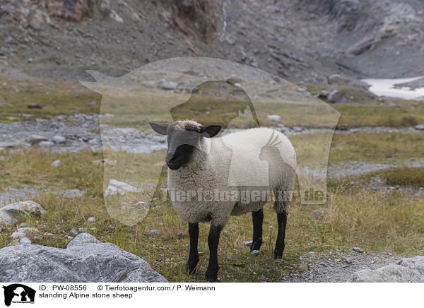 standing Alpine stone sheep / PW-08556
