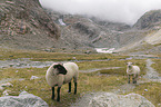 standing Alpine stone Sheeps