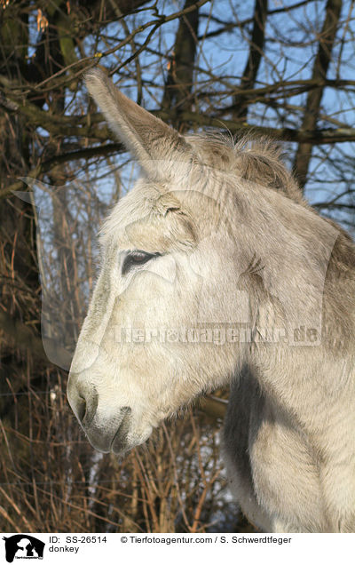 Andalusischer Riesenesel / donkey / SS-26514
