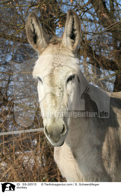 Andalusischer Riesenesel / donkey / SS-26515