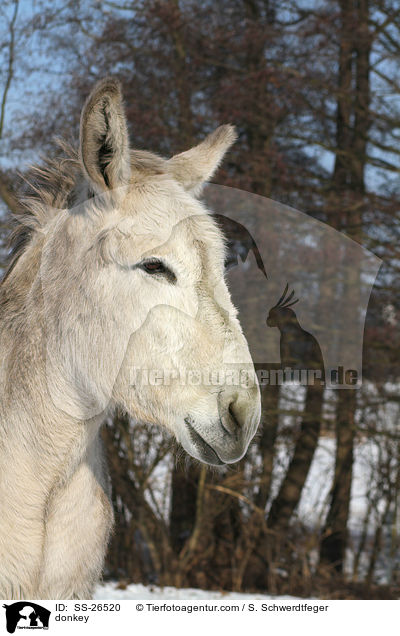 Andalusischer Riesenesel / donkey / SS-26520