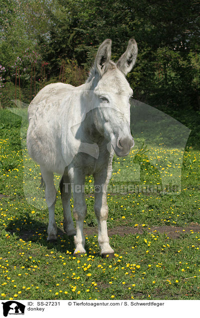 Andalusischer Riesenesel / donkey / SS-27231