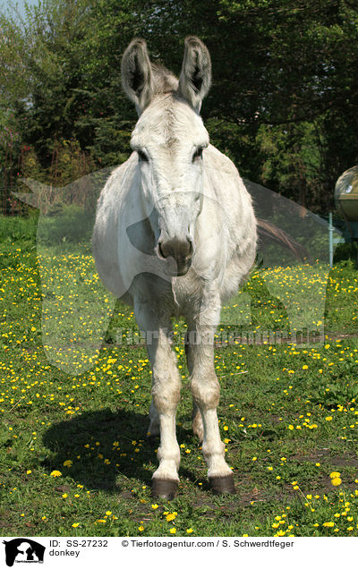 Andalusischer Riesenesel / donkey / SS-27232
