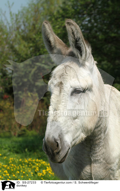 Andalusischer Riesenesel / donkey / SS-27233