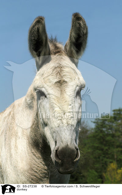 Andalusischer Riesenesel / donkey / SS-27238