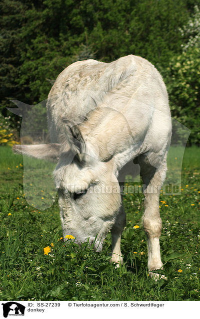 Andalusischer Riesenesel / donkey / SS-27239