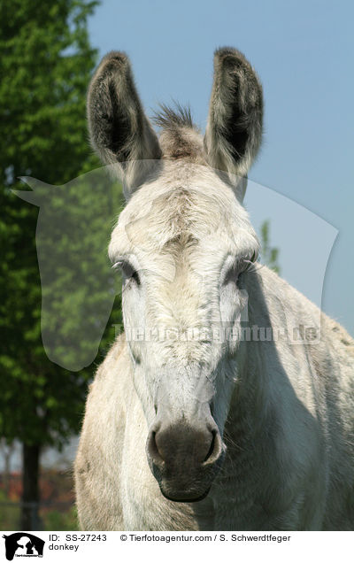 Andalusischer Riesenesel / donkey / SS-27243