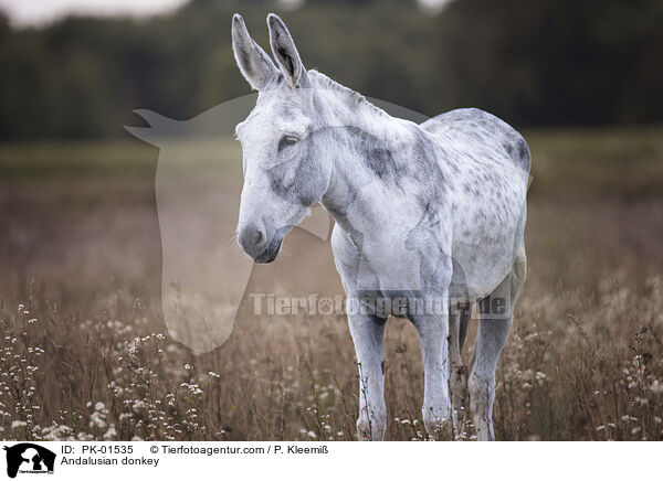 Andalusian donkey / PK-01535