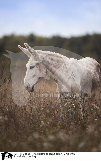 Andalusischer Riesenesel / Andalusian donkey / PK-01538