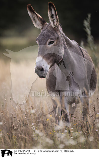 Andalusian donkey / PK-01540