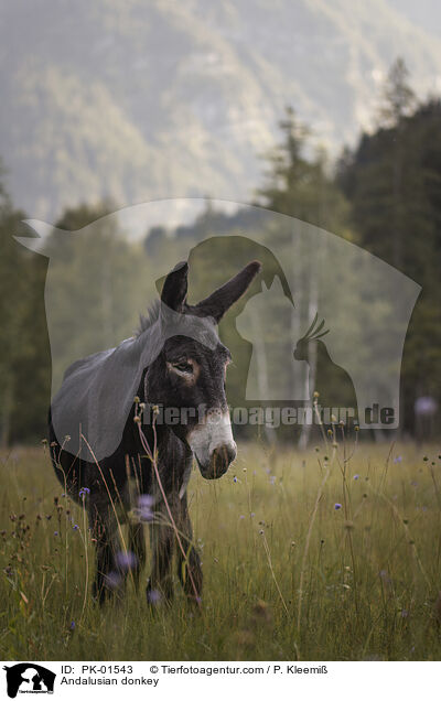Andalusian donkey / PK-01543