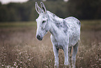 Andalusian donkey