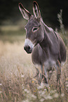 Andalusian donkey