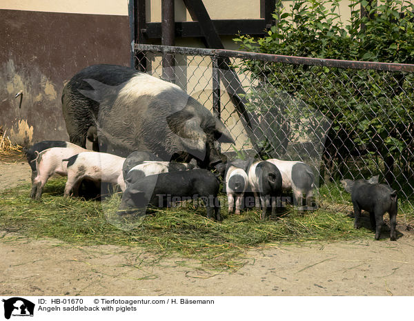 Angler Sattelschwein mit Ferkeln / Angeln saddleback with piglets / HB-01670