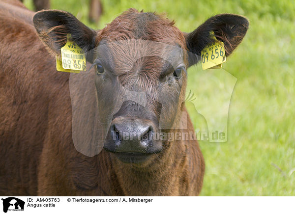 Angus cattle / AM-05763