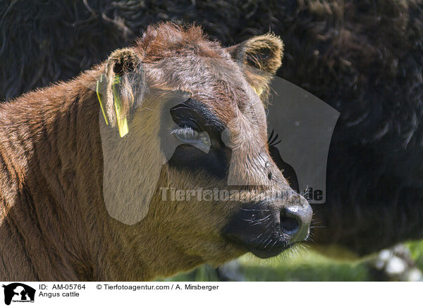 Angus cattle / AM-05764