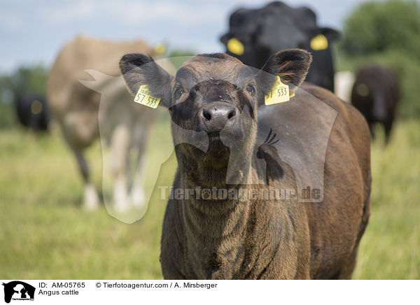Angusrinder / Angus cattle / AM-05765