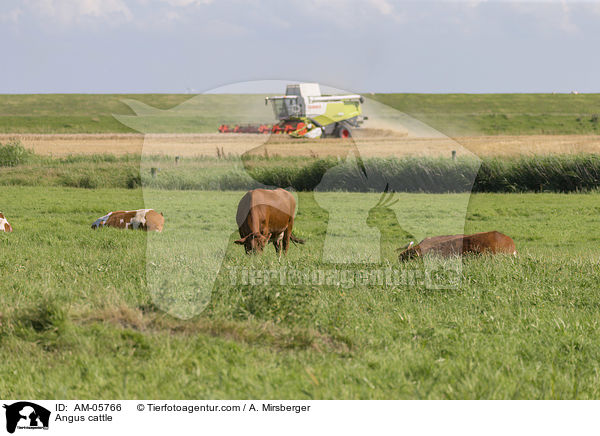 Angusrinder / Angus cattle / AM-05766
