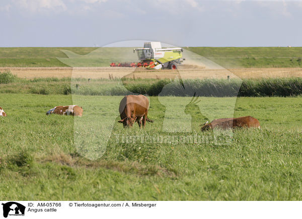 Angus cattle / AM-05766