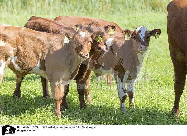 Angusrinder / Angus cattle / AM-05773