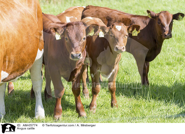 Angusrinder / Angus cattle / AM-05774