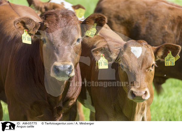 Angusrinder / Angus cattle / AM-05775