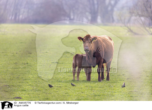 Angusrinder / Angus cattle / AM-05776
