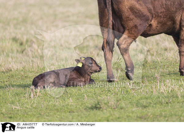 Angusrinder / Angus cattle / AM-05777