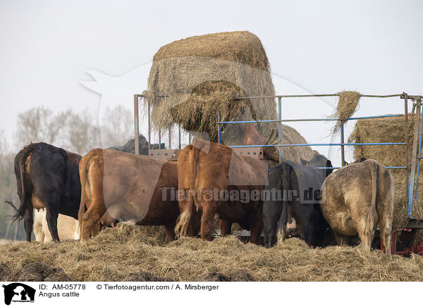 Angusrinder / Angus cattle / AM-05778