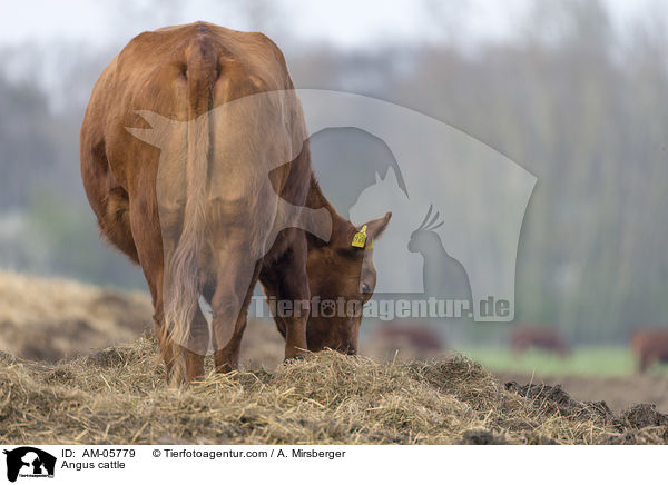 Angusrind / Angus cattle / AM-05779