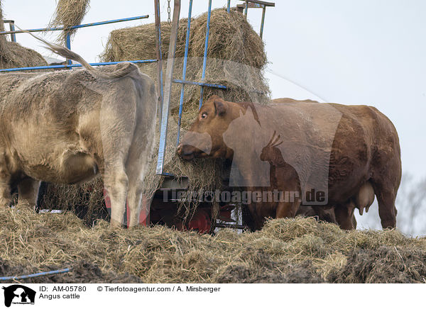 Angusrinder / Angus cattle / AM-05780