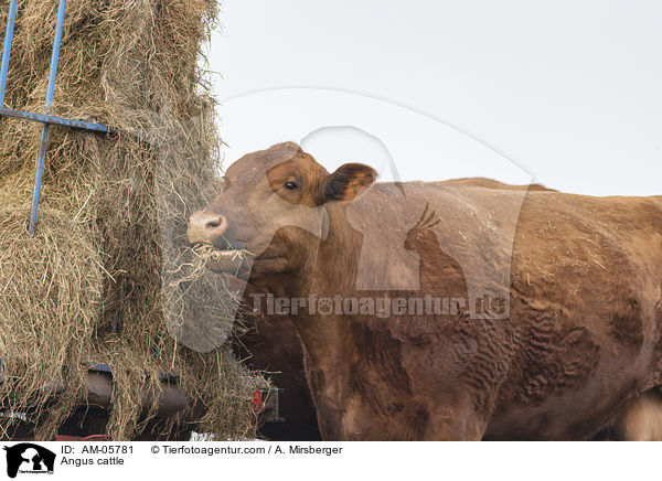 Angusrind / Angus cattle / AM-05781