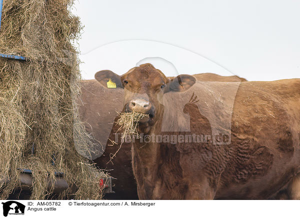 Angusrind / Angus cattle / AM-05782