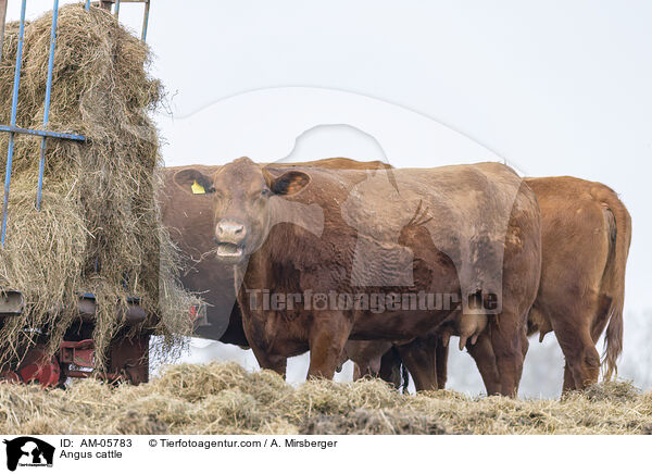 Angusrinder / Angus cattle / AM-05783