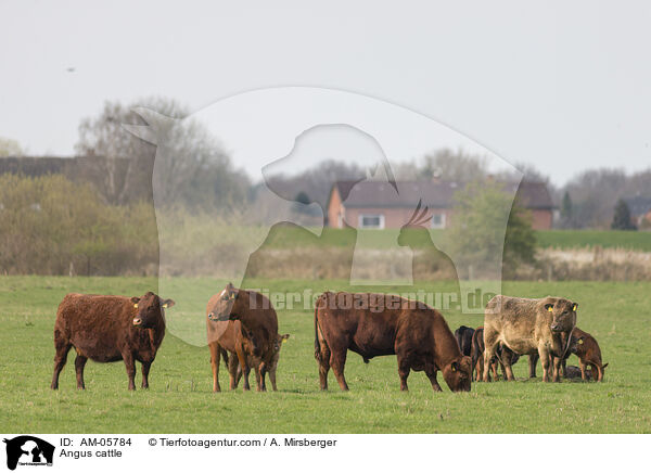 Angusrinder / Angus cattle / AM-05784