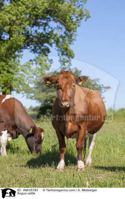 Angusrinder / Angus cattle / AM-05785