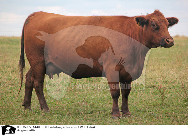 Angus cattle / WJP-01448