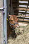 Angus cattle