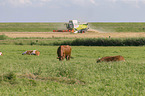 Angus cattle