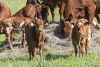 Angus cattle